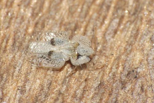 Corythucha ciliata